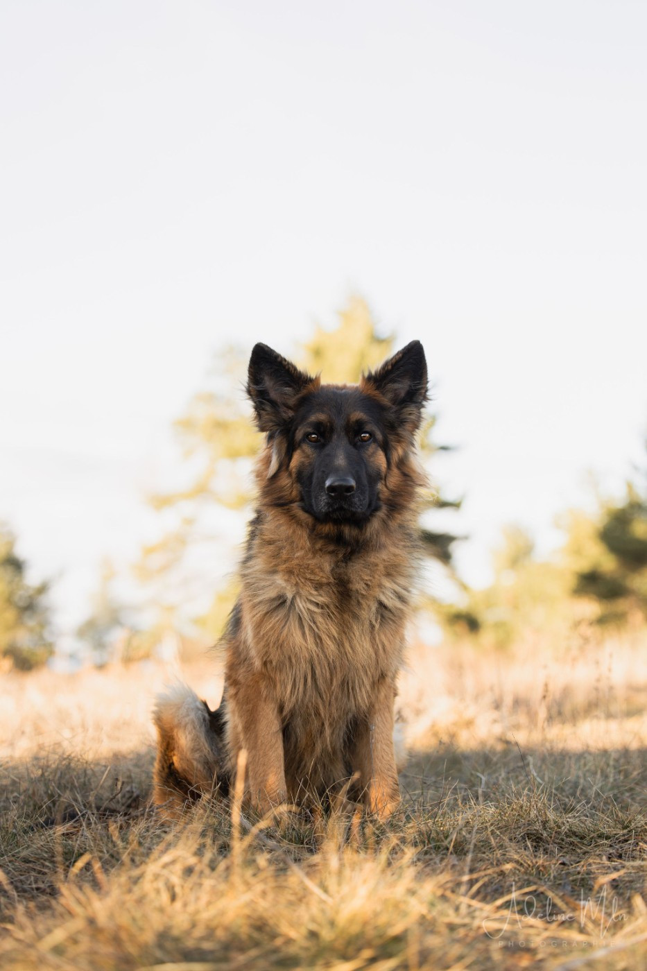 Vicky du val des grands sacres